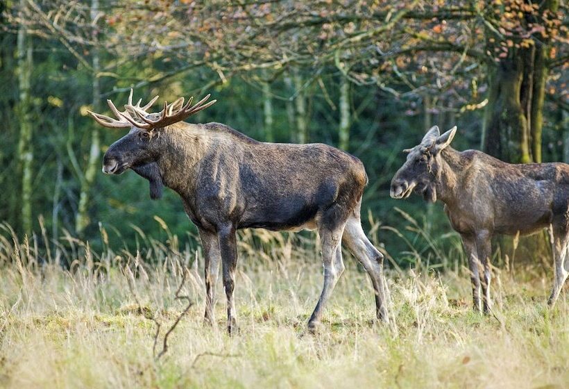Katkavaara Aurora Apartments