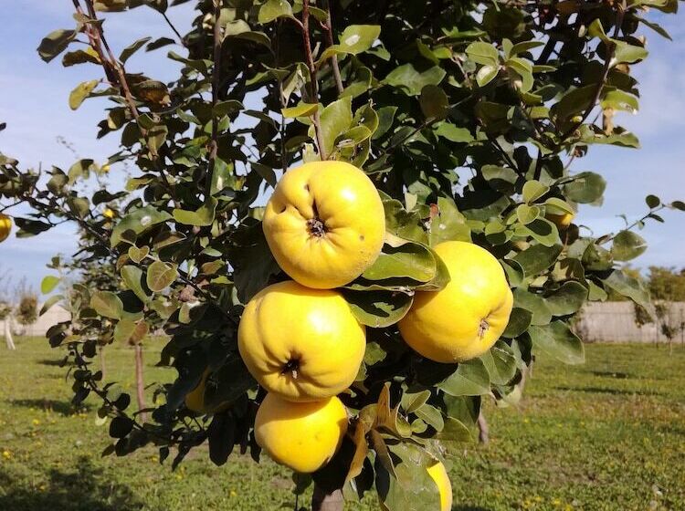 هتل روستایی Salaš Farma 47 Miris Dunja