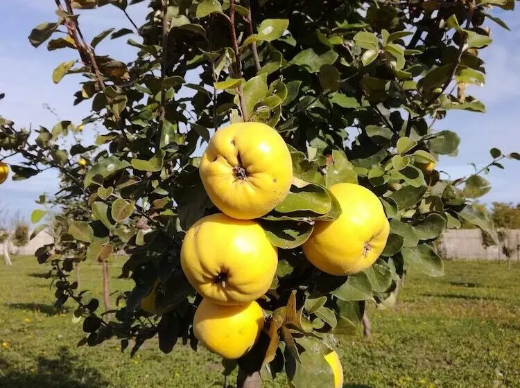 هتل روستایی Salaš Farma 47 Miris Dunja