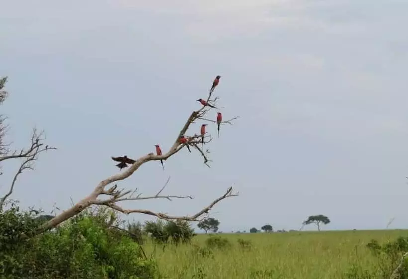هتل Tangi Safaris Lodge