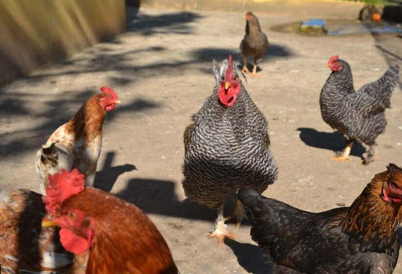 Пансион Quinta Vitae