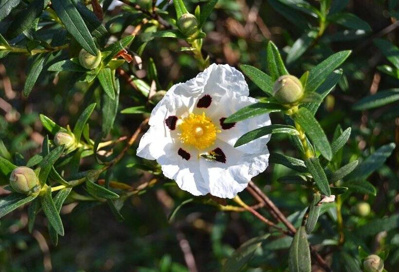 Пансион Quinta Vitae