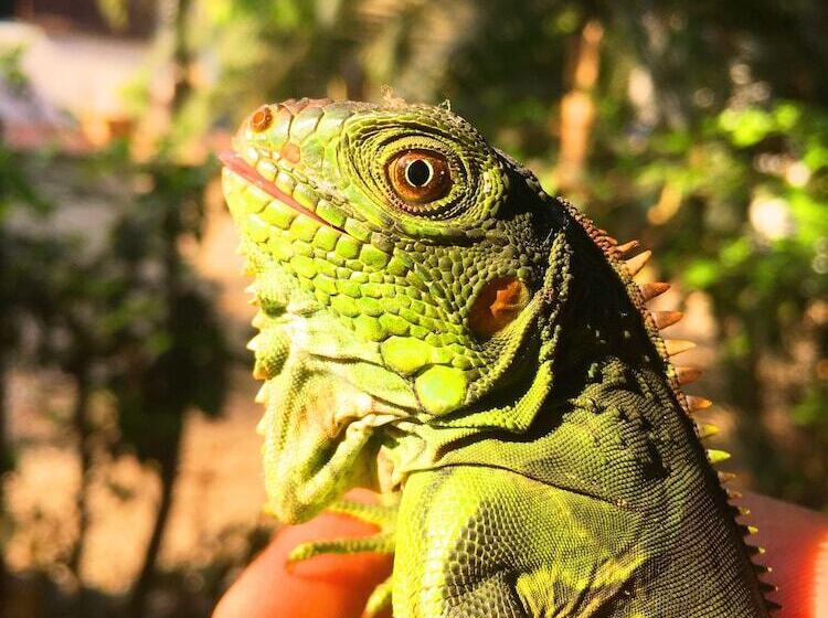 Отель Aloha Palomino