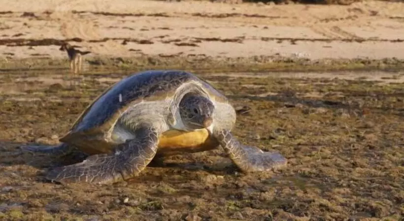 هتل Pangani Cliffs Lodge