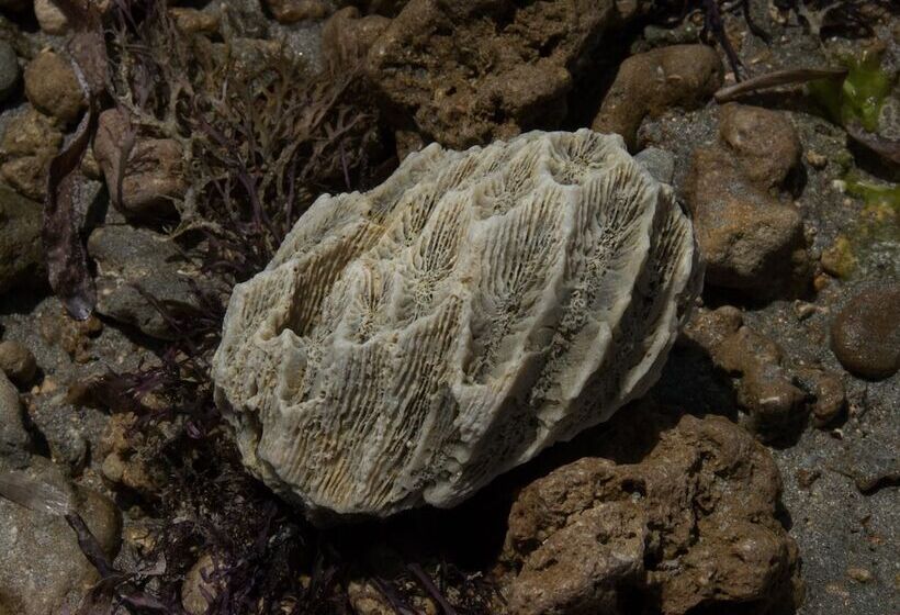 هتل Pangani Cliffs Lodge