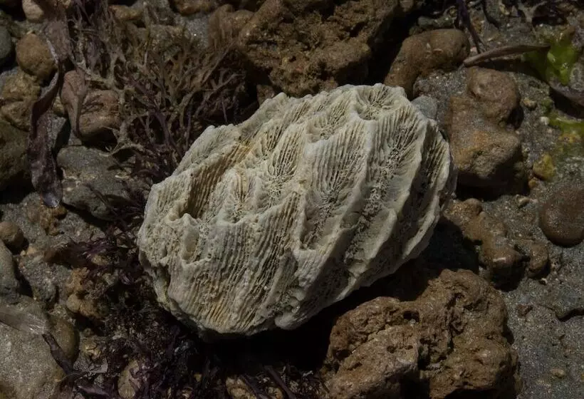 هتل Pangani Cliffs Lodge