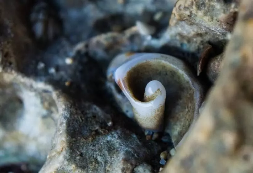 هتل Pangani Cliffs Lodge