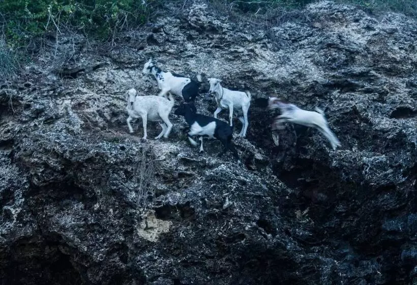 هتل Pangani Cliffs Lodge