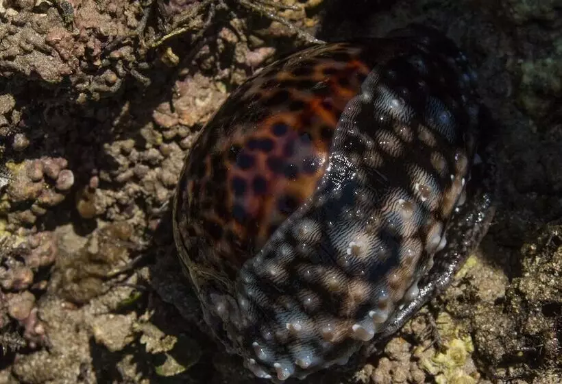 هتل Pangani Cliffs Lodge