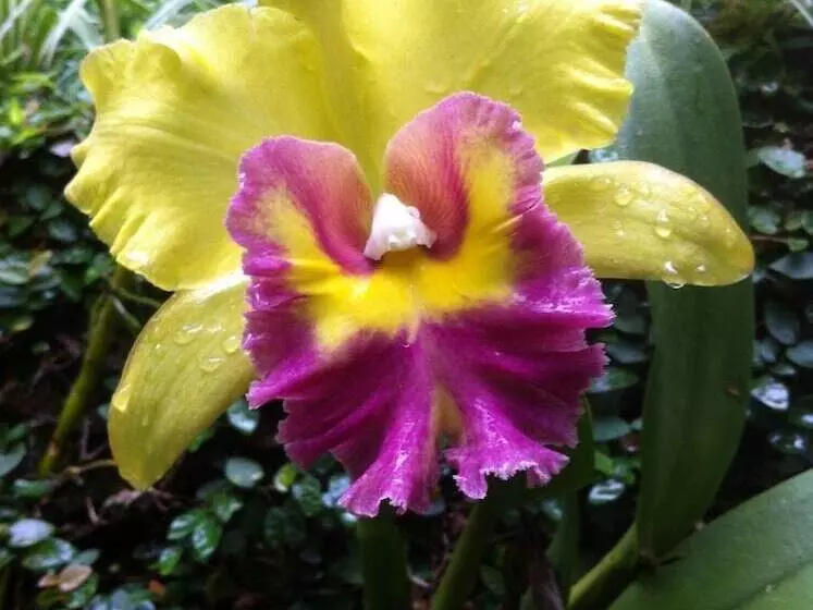 Hotelli Casa Fazenda Inglesa