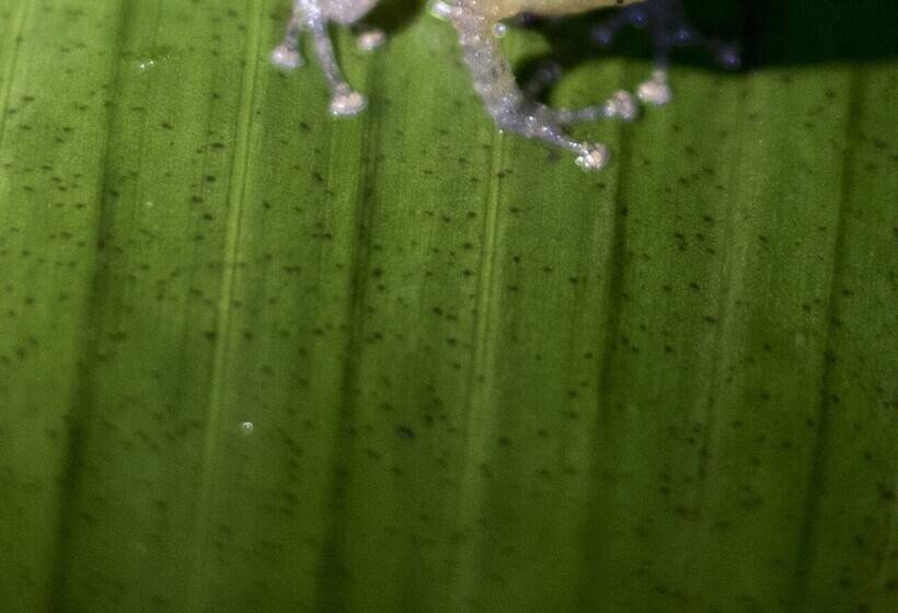 Szálloda El Edén Treehouse