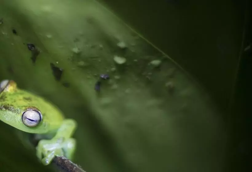 ホテル El Edén Treehouse