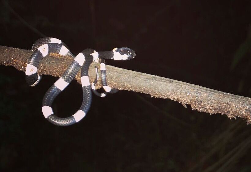 Szálloda El Edén Treehouse