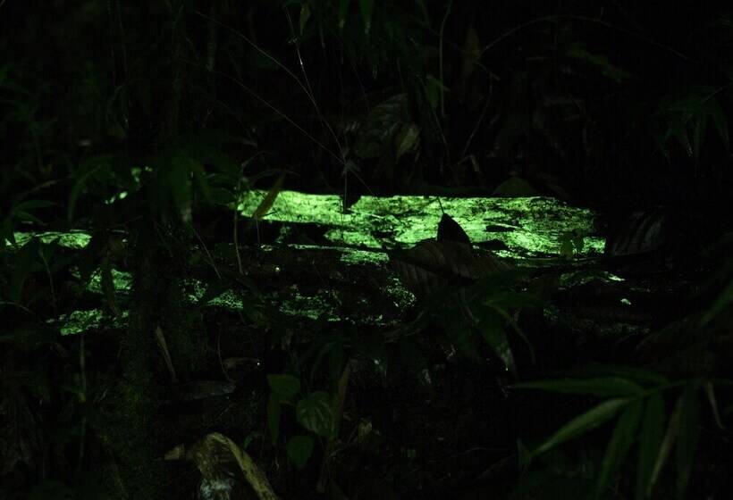 Szálloda El Edén Treehouse