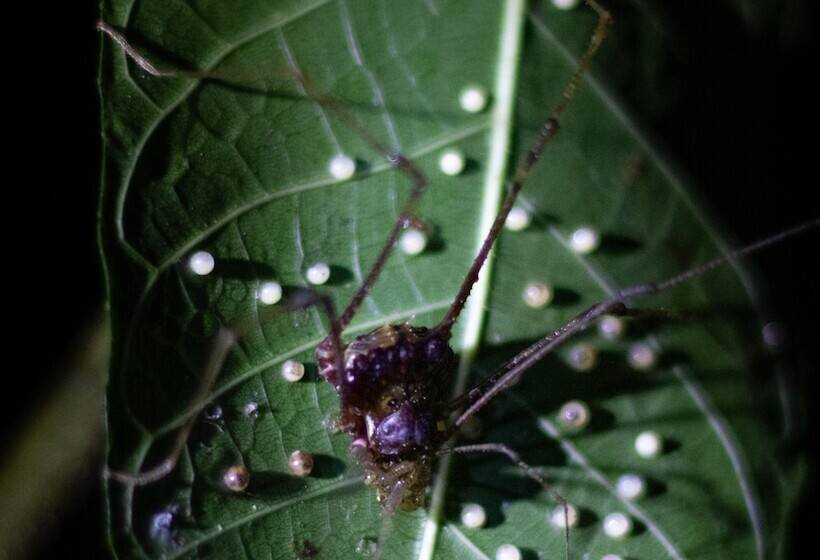 Szálloda El Edén Treehouse