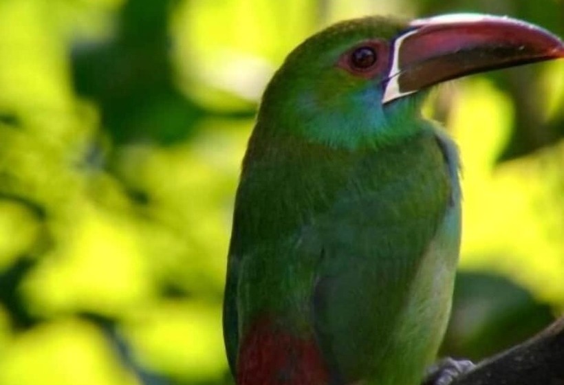Szálloda El Edén Treehouse