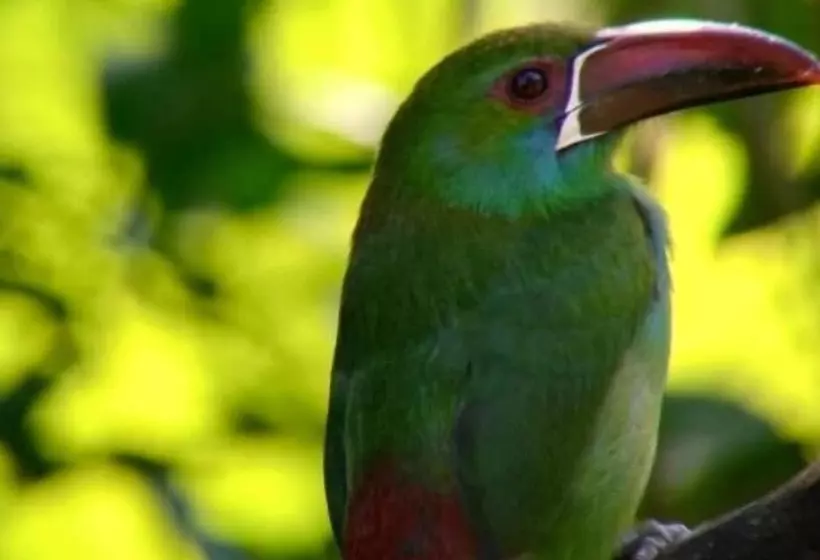 ホテル El Edén Treehouse