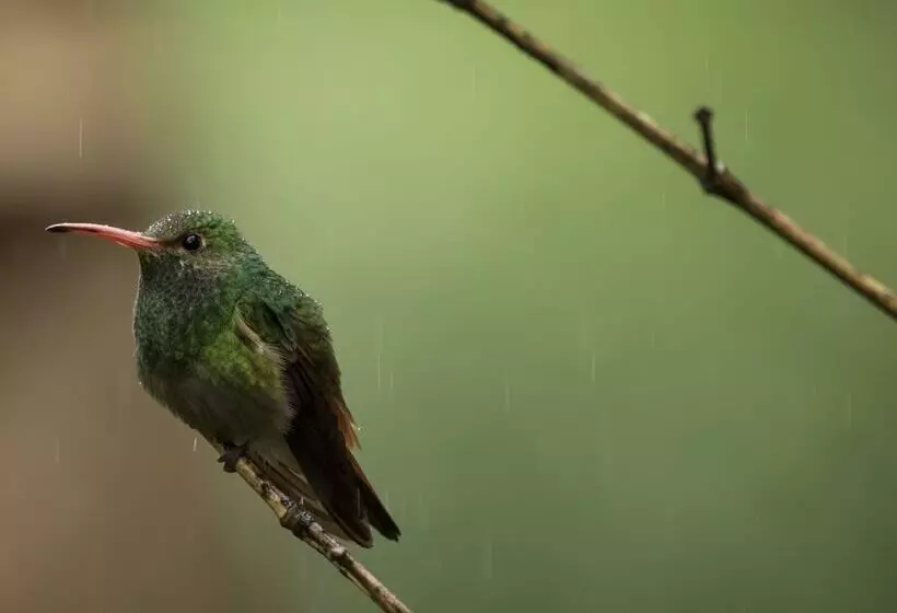 ホテル El Edén Treehouse