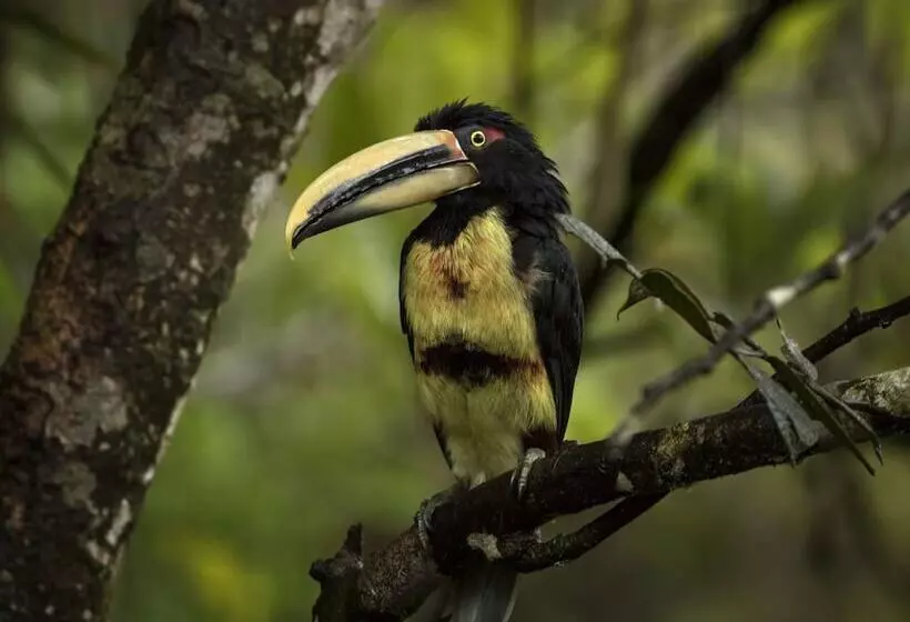 ホテル El Edén Treehouse