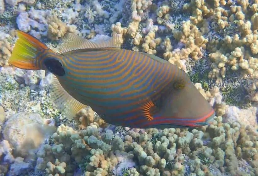 Rangiroa Tiputa Lodge B&b