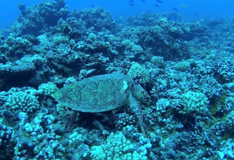 Rangiroa Tiputa Lodge B&b