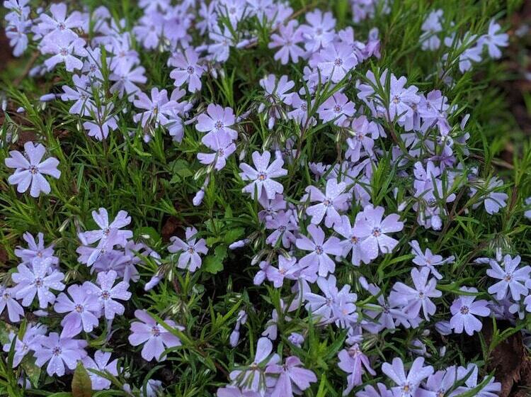 Bed and Breakfast Sagebrush Inn And Suites