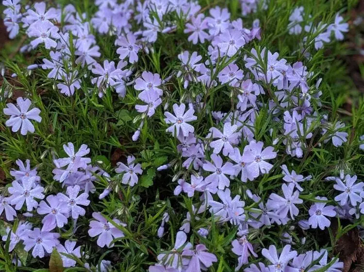 Aamiaismajoitus (B&B) Sagebrush Inn And Suites