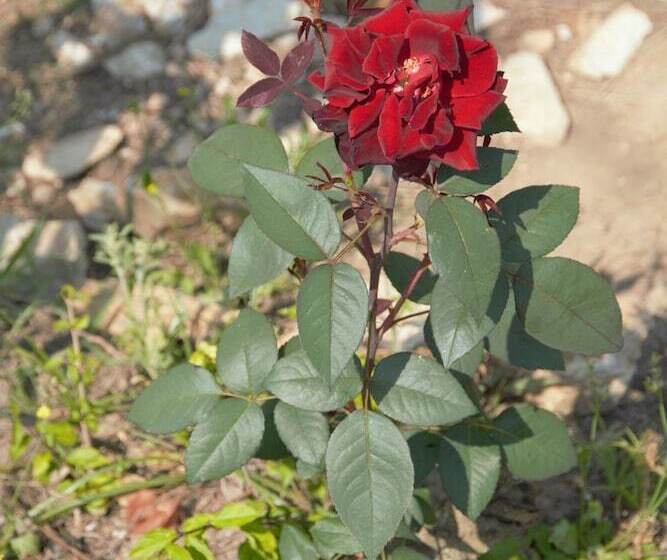 Отель Pousada Estação Das Flores