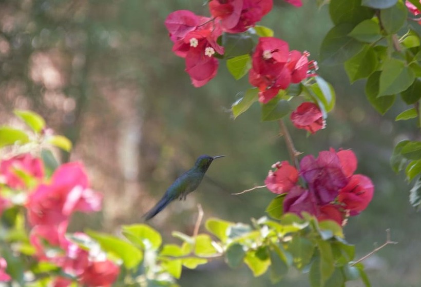 Отель Pousada Estação Das Flores