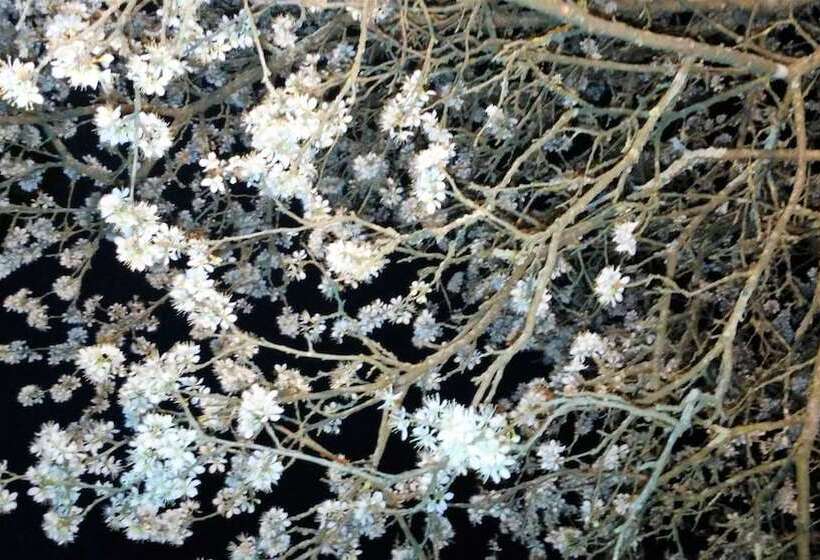 Hotel wiejski Tenuta I Lecci Di Gurian Roberta Maura