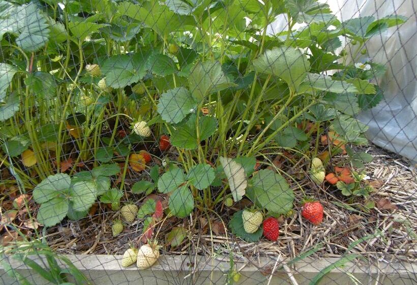 리조트 Glenavys Waitaki River Motor Camp
