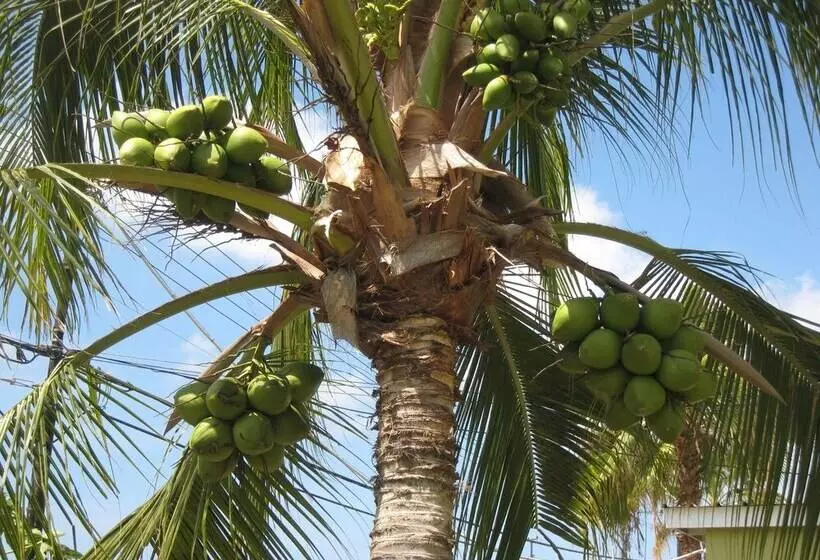 Alablanca Apartments, Residents Inn