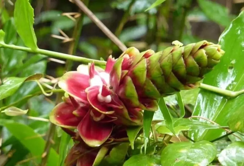 ホテル La Fuente Del Amazonas Lodge
