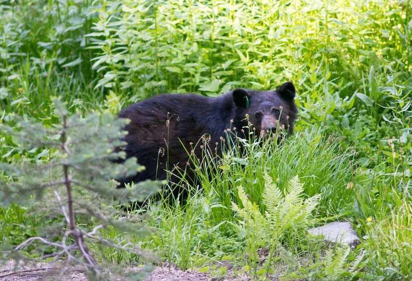 酒店 Stony Creek Lodge