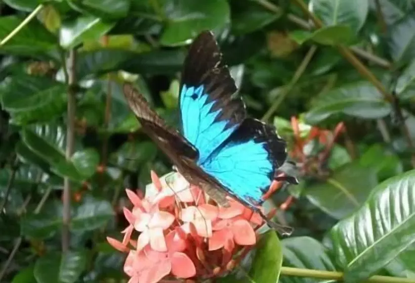 Lomakeskus Cairns Crystal Cascades Holiday Park