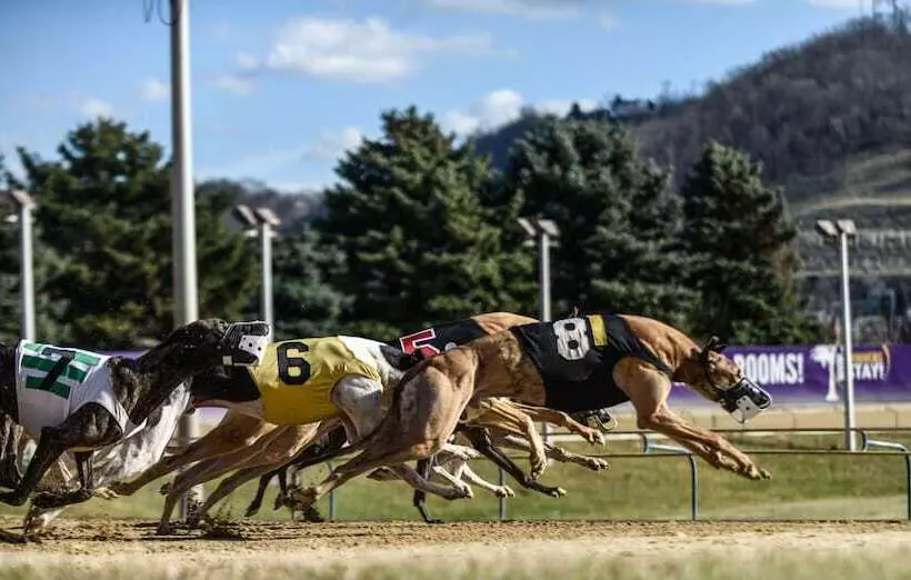 Wheeling Island Hotel Casino Racetrack