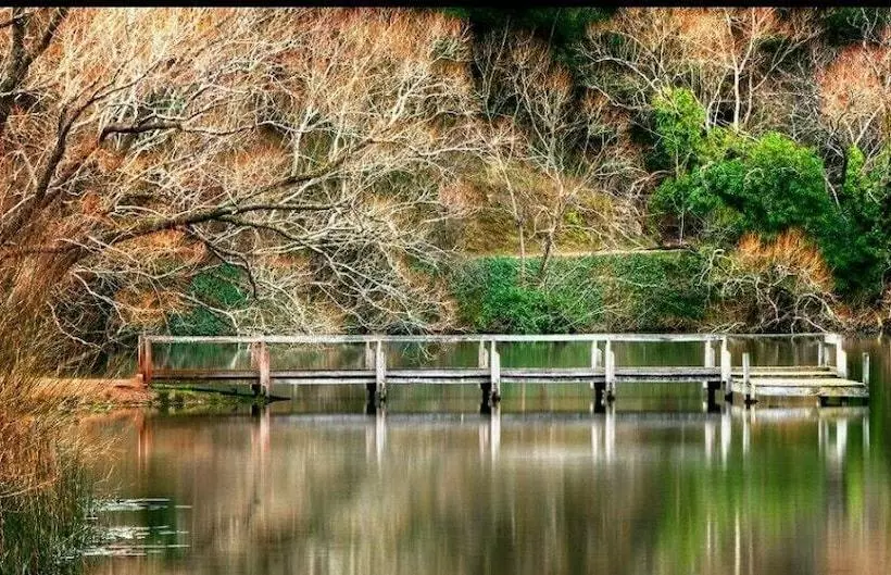 Abelia Cottage Of Daylesford Botanical