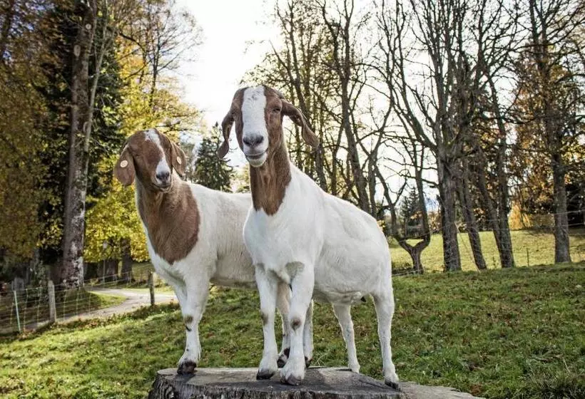 Moor&mehr Bio Kurhotel Bad Kohlgrub