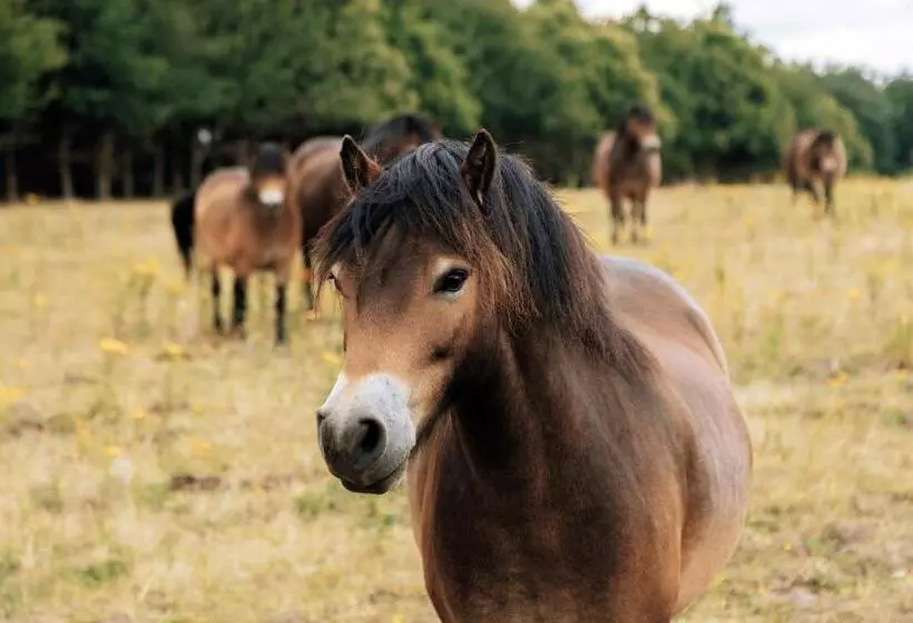 ホテル Fritton Lake   The Clubhouse