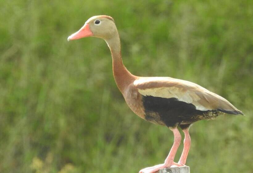 Becks Bed & Breakfast