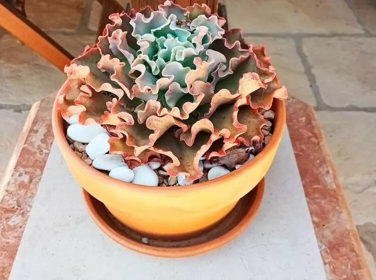 B&b Quinta Da Romãzeira