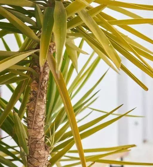 Finca Las Calmas Boutique Hotel & Retreats