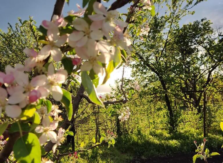 پانسیون Aloni Green Acres