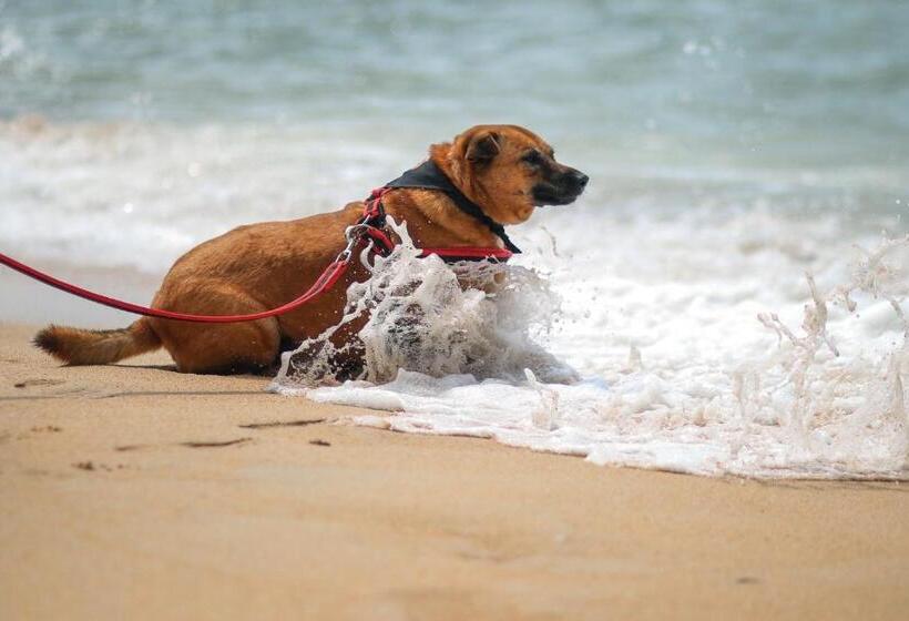 Ideo Phuket Hotel   Sha Extra Plus