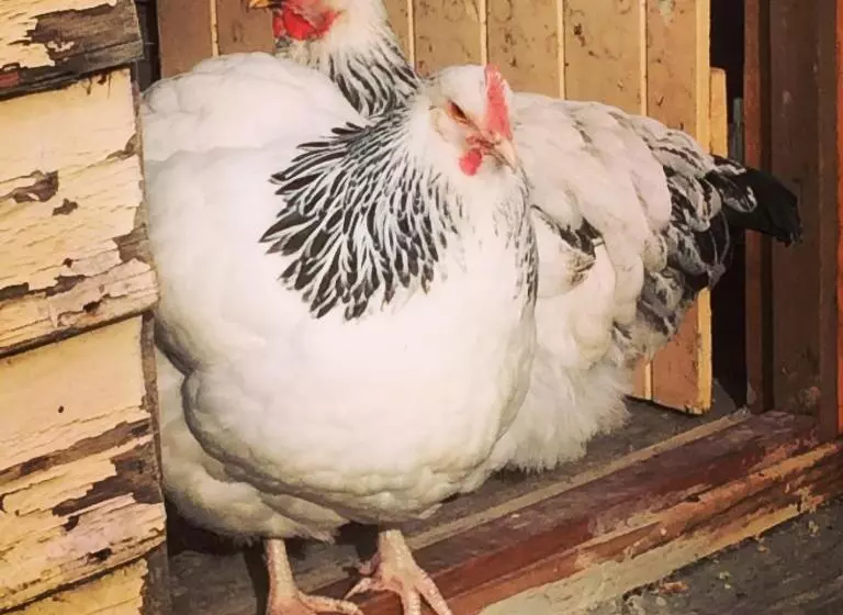 تختخواب و صبحانه The Racecourse Inn