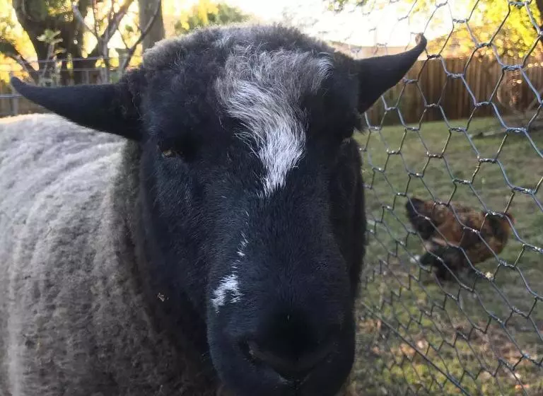 تختخواب و صبحانه The Racecourse Inn