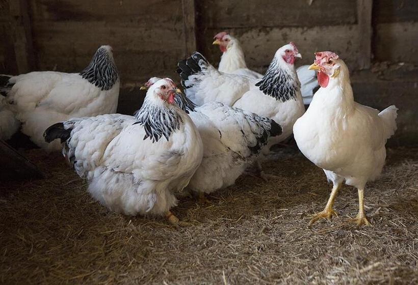 مبيت وإفطار The Racecourse Inn