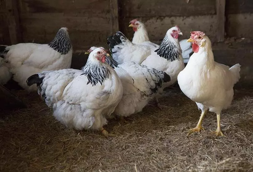 تختخواب و صبحانه The Racecourse Inn