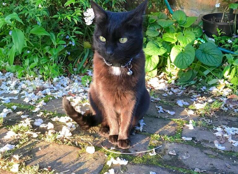 مبيت وإفطار The Racecourse Inn