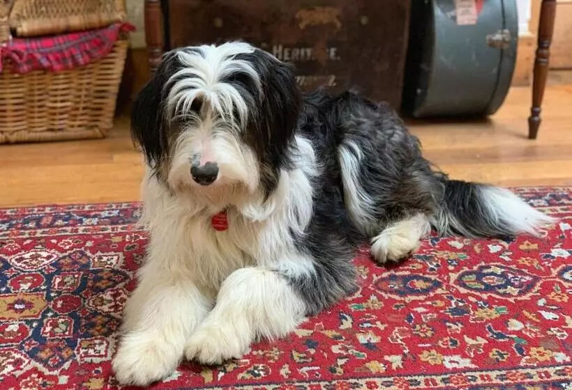 تختخواب و صبحانه The Racecourse Inn